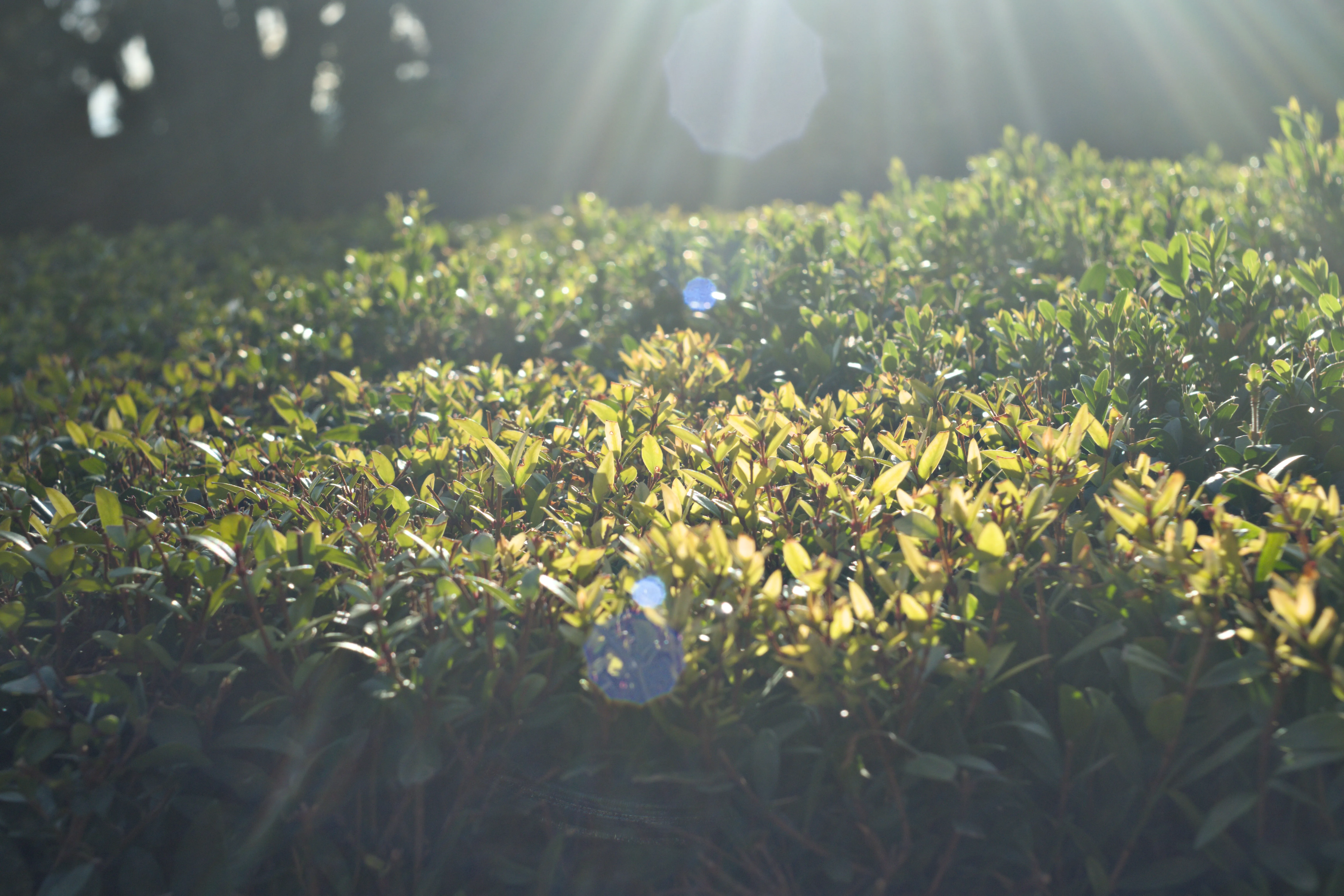 Meyer-Optik Görlitz Primagon 35mm f4.5 (M42) - _I4A7495.webp